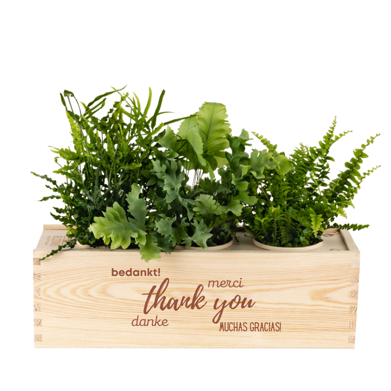 Nature out of the Box - Large - Bedankt