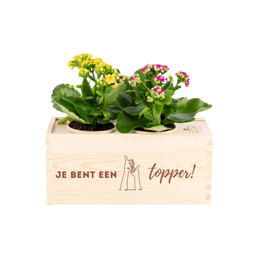 Joy of nature out of the Box - Medium - Topper