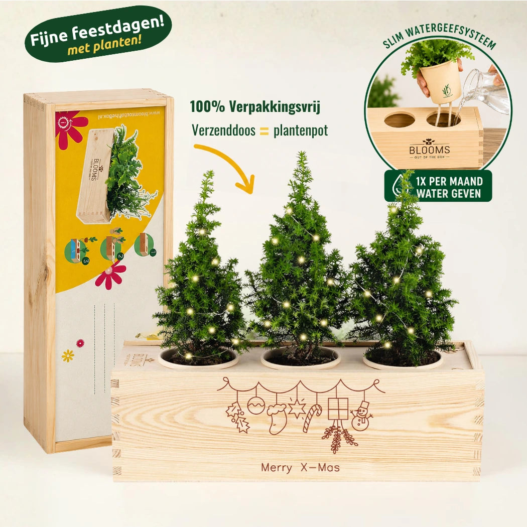 3 Kerstboompjes + LED-lampjes