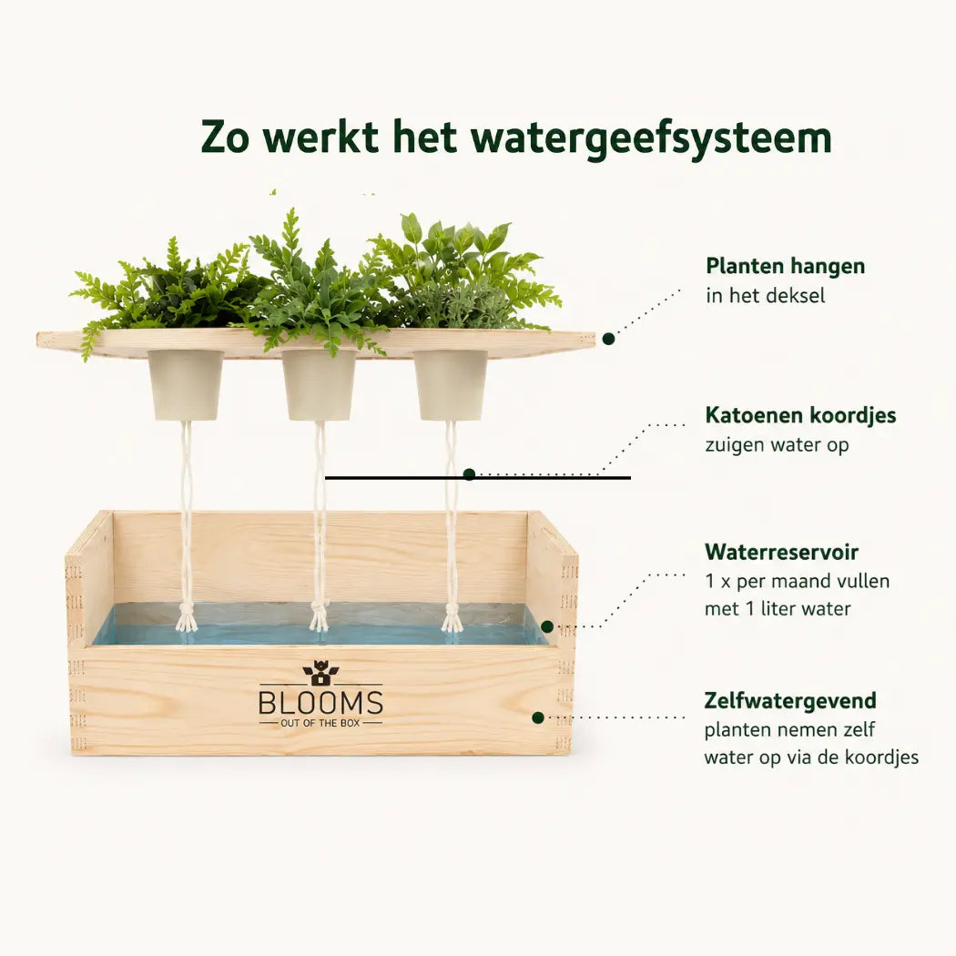 3 Kerstboompjes + LED-lampjes + logo