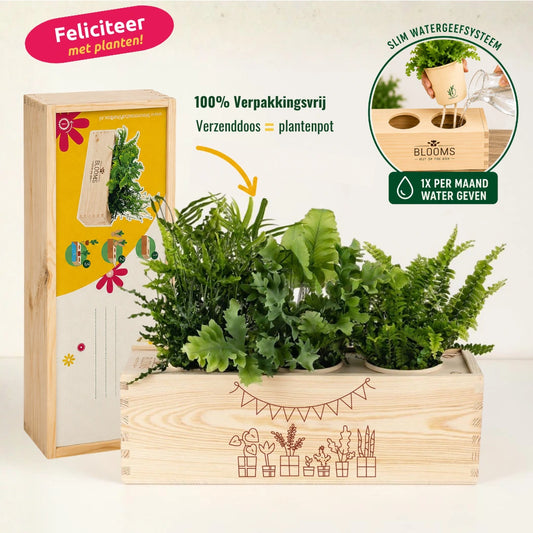 Nature out of the Box - Large - Gefeliciteerd