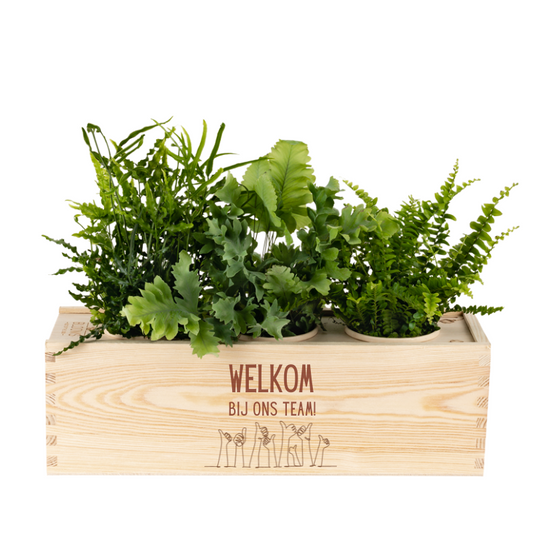 Nature out of the Box - Large - Welkom