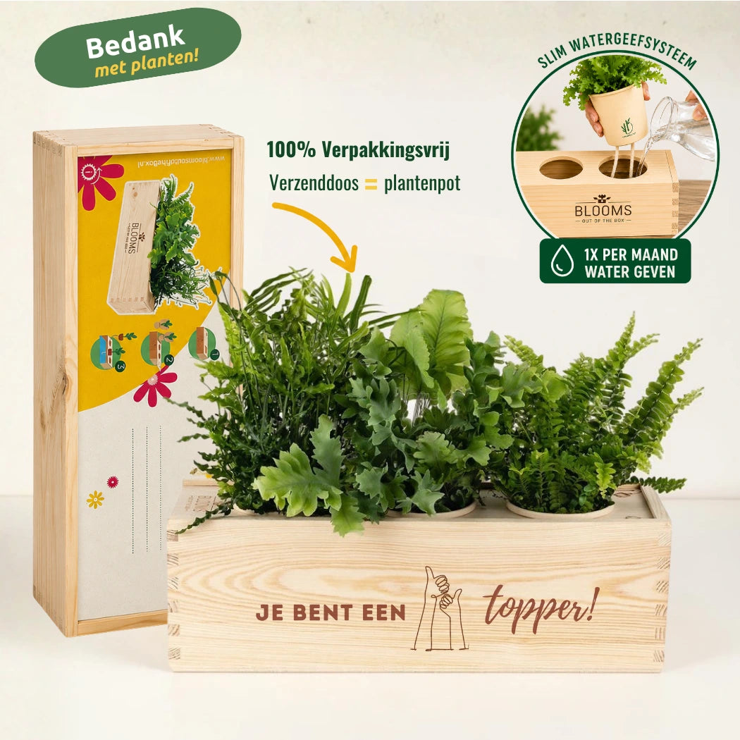 Nature out of the Box - Large - Topper