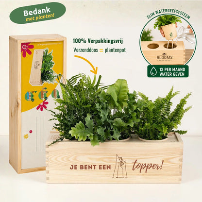 Nature out of the Box - Large - Topper