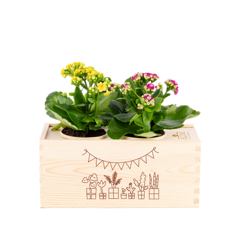 Joy of nature out of the Box - Medium - Gefeliciteerd