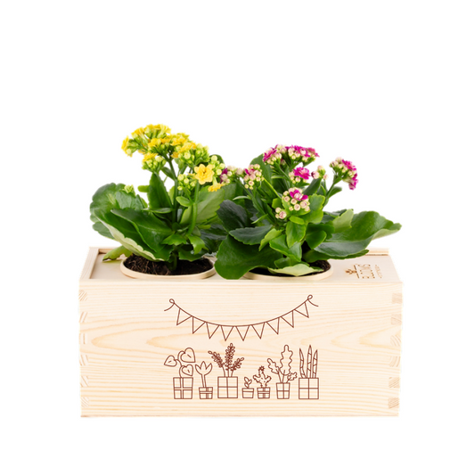 Joy of nature out of the Box - Medium - Gefeliciteerd